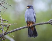 A kék vércsékről írt magyar könyv nyerte el a BTO első díját