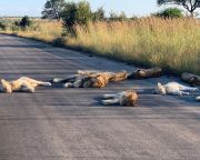 Élvezik a látogatók nélküli életet a dél-afrikai Kruger Nemzeti Park oroszlánjai