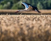 Magyar dobogós helyek az Európai Madármegfigyelő Napokon