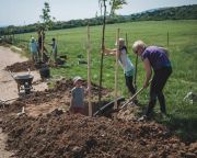 AM: sikerrel zárult a Településfásítási Program igénylési szakasza