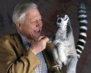 David Attenborough természettudóst a Föld bajnoka címmel tüntette ki az ENSZ