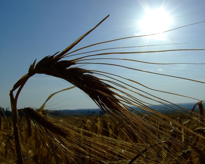 Új szabályozásra lehet szükség a legújabb GMO-kutatási eredmények miatt