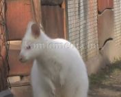 Wallaby kenguru-pár érkezett a komlói Mini Zoo-ba (Faragó Endre)